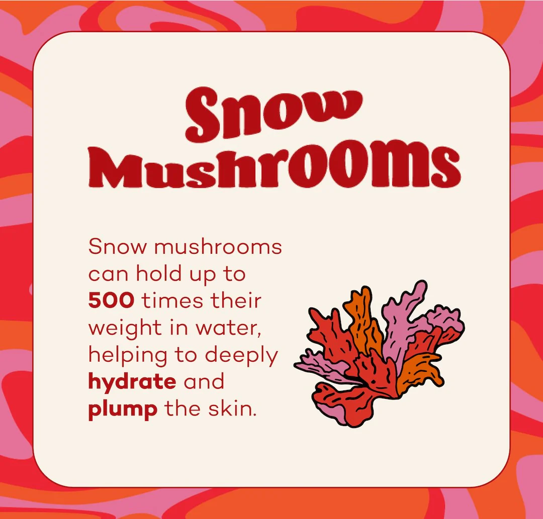 Fungdation - Mushroom Foundation - Image 5