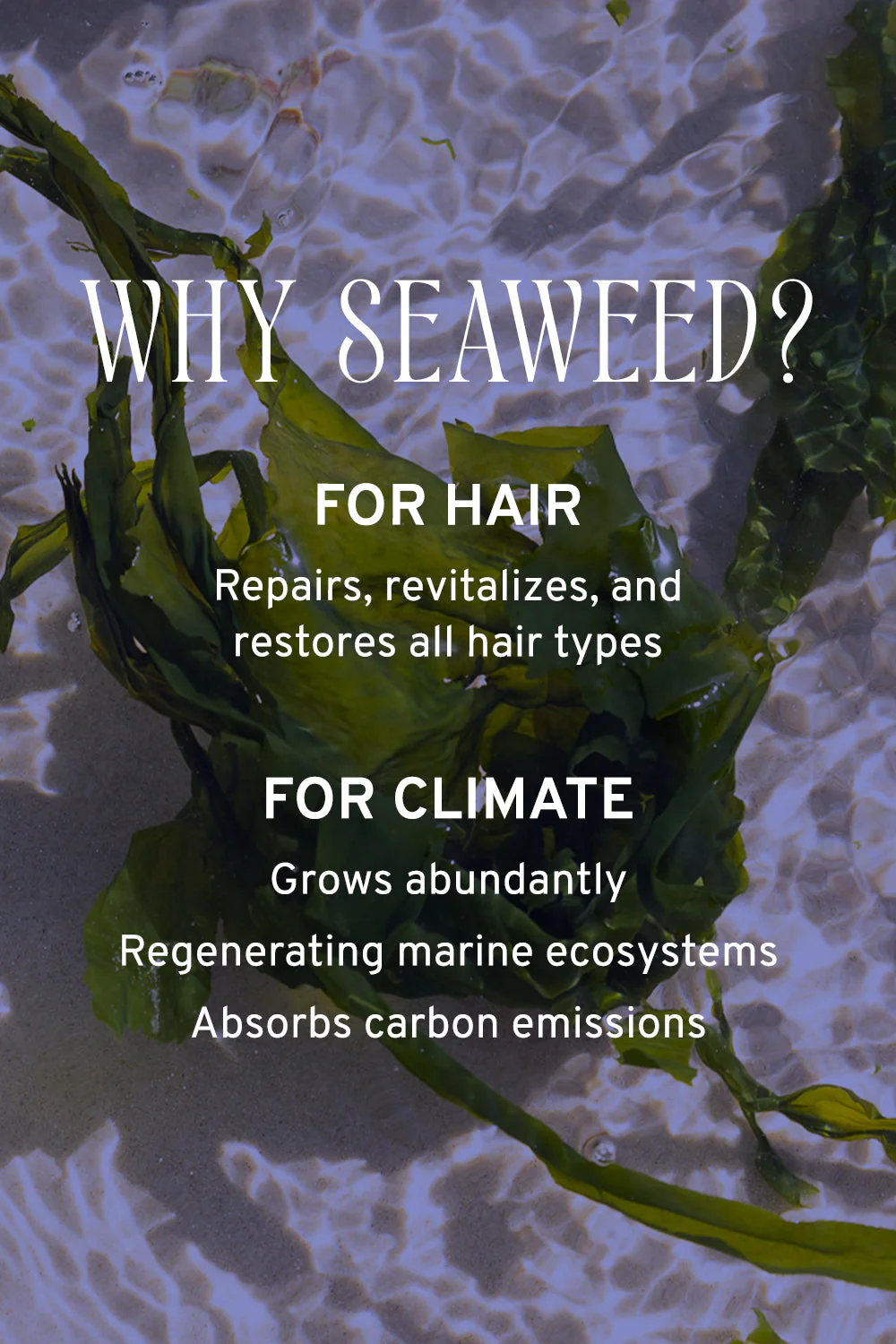 Hair & Scalp Serum with Rosemary & Seaweed - Image 7