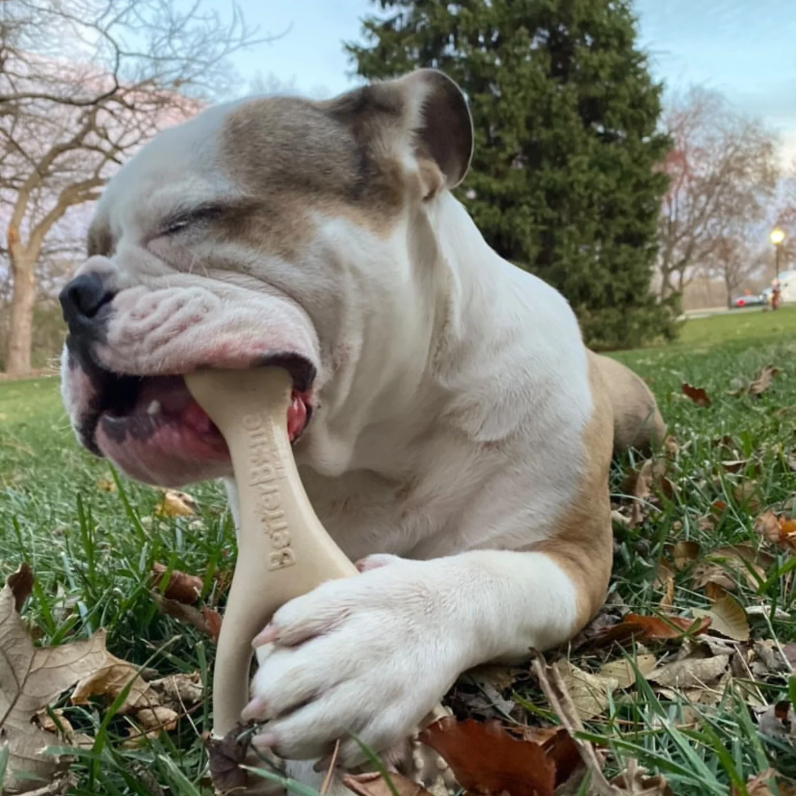 Unflavored Dog Chew Toy - Soft - Image 9